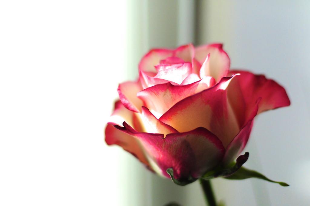 B&B Val Des Roses 布鲁日 外观 照片